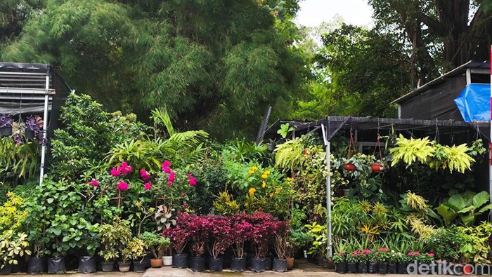 Seberapa Ampuh Tanaman Hias Enyahkan Polusi Udara? Begini Hasil Studinya