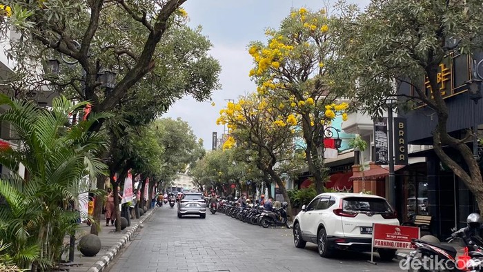 Bunga tabebuya di Jalan Braga Bandung bermekaran.