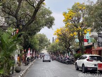 Bunga Tabebuya yang Mencuri Hati di Jalan Braga