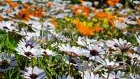 Beraneka ragam bunga liar warna warni yang disebut Cape Wild Flowers.