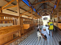 Peternak di Tuban Bikin Kandang Kambing Mewah, Dilengkapi WiFi-Karaoke
