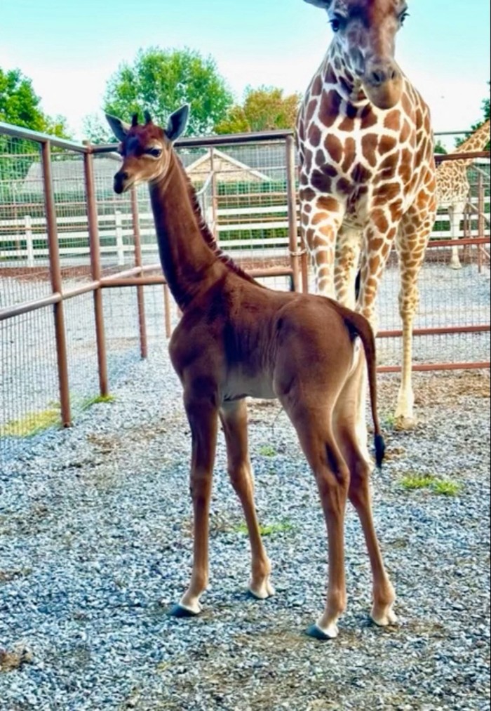 Langka, Jerapah Ini Terlahir Polos Tanpa Bercak Putih A rare spotless giraffe born at Bright's Zoo is seen in Johnson City, Tennessee, U.S., acquired by REUTERS on August 22, 2023, in a still image taken from a handout video. Bright's Zoo/TMX/Handout via REUTERS THIS IMAGE HAS BEEN SUPPLIED BY A THIRD PARTY NO RESALES. NO ARCHIVES. MANDATORY CREDIT TPX IMAGES OF THE DAY