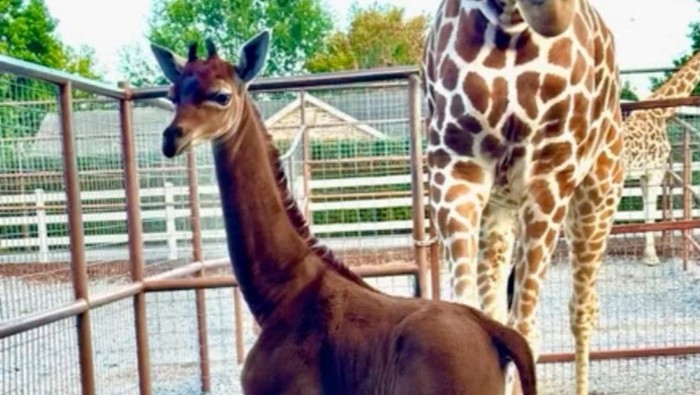 A rare spotless giraffe born at Bright's Zoo is seen in Johnson City, Tennessee, U.S., acquired by REUTERS on August 22, 2023, in a still image taken from a handout video. Bright's Zoo/TMX/Handout via REUTERS    THIS IMAGE HAS BEEN SUPPLIED BY A THIRD PARTY NO RESALES. NO ARCHIVES. MANDATORY CREDIT     TPX IMAGES OF THE DAY