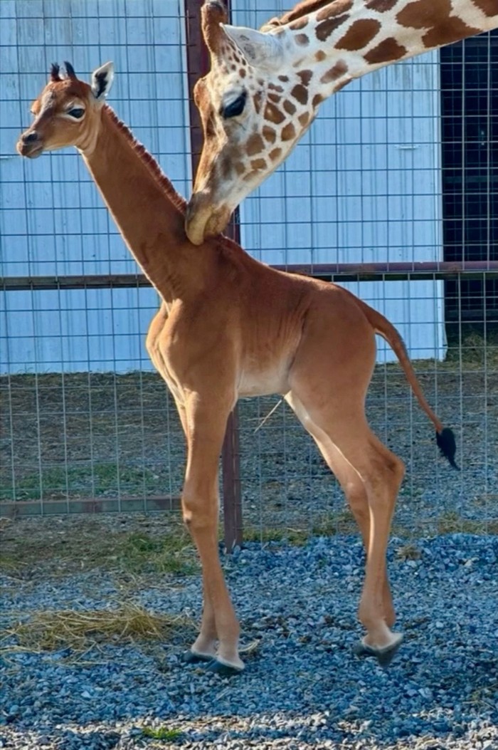 Langka, Jerapah Ini Terlahir Polos Tanpa Bercak Putih A rare spotless giraffe born at Bright's Zoo is seen in Johnson City, Tennessee, U.S., acquired by REUTERS on August 22, 2023, in a still image taken from a handout video. Bright's Zoo/TMX/Handout via REUTERS THIS IMAGE HAS BEEN SUPPLIED BY A THIRD PARTY NO RESALES. NO ARCHIVES. MANDATORY CREDIT TPX IMAGES OF THE DAY