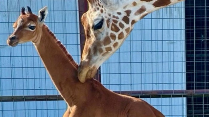 A rare spotless giraffe born at Brights Zoo is seen in Johnson City, Tennessee, U.S., acquired by REUTERS on August 22, 2023, in a still image taken from a handout video. Brights Zoo/TMX/Handout via REUTERS    THIS IMAGE HAS BEEN SUPPLIED BY A THIRD PARTY NO RESALES. NO ARCHIVES. MANDATORY CREDIT     TPX IMAGES OF THE DAY