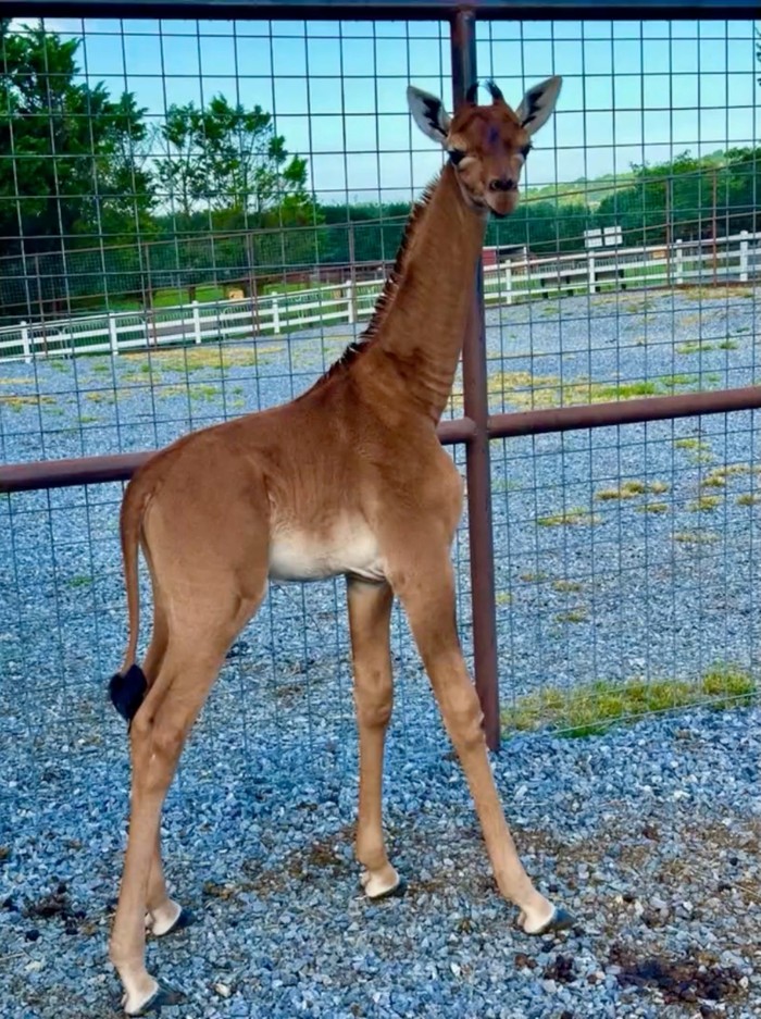 Langka, Jerapah Ini Terlahir Polos Tanpa Bercak Putih A rare spotless giraffe born at Bright's Zoo is seen in Johnson City, Tennessee, U.S., acquired by REUTERS on August 22, 2023, in a still image taken from a handout video. Bright's Zoo/TMX/Handout via REUTERS THIS IMAGE HAS BEEN SUPPLIED BY A THIRD PARTY NO RESALES. NO ARCHIVES. MANDATORY CREDIT TPX IMAGES OF THE DAY