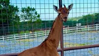 Jerapah langka tak bermotif terlihat di Kebun Binatang Bright, Johnson City, Tennessee, Amerika Serikat, Selasa (22/8/2023).  