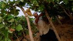 Pilu Petani Anggur di Gaza Terkendala Gelombang Panas