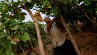Gelombang panas serta kurangnya hujan membuat para petani khawatir akan kehilangan mata pencaharian mereka di masa depan apabila masalah ini terus terjadi.