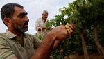 Pilu Petani Anggur di Gaza Terkendala Gelombang Panas Pilu Petani Anggur di Gaza Terkendala Gelombang Panas