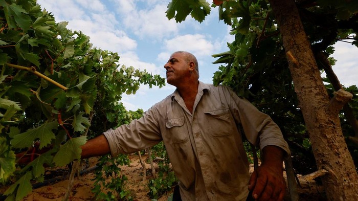 A Palestinian farmer picks up grapes at a field in Gaza City August 21, 2023. REUTERS/Mohammed Salem