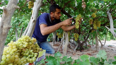 Pilu Petani Anggur di Gaza Terkendala Gelombang Panas