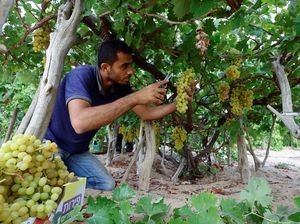 Pilu Petani Anggur di Gaza Terkendala Gelombang Panas