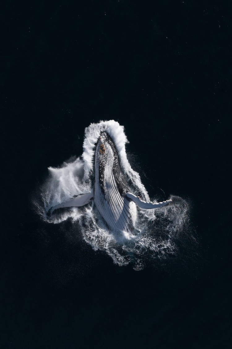 Ocean Photographer of the Year 2023