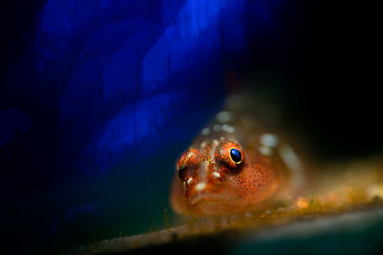 Ocean Photographer of the Year 2023