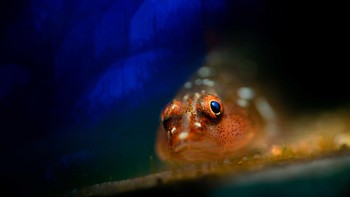 Finalist Young Photographer of the Year: Jake Brandwine. Lokasi: Bali, Indonesia Foto: Ocean Photographer of the Year