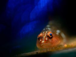 Karya Mencengangkan Finalis Kontes Foto Laut 2023, Banyak di Indonesia