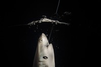 Ocean Photographer of the Year 2023