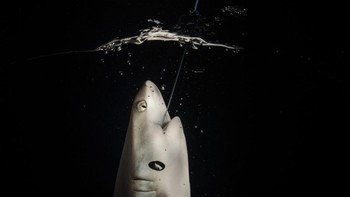 Finalist Ocean Portfolio Award: Sirachai Arunrugstichai. Lokasi: Thailand  Foto: Ocean Photographer of the Year  