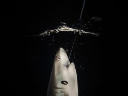 Karya Mencengangkan Finalis Kontes Foto Laut 2023, Banyak di Indonesia