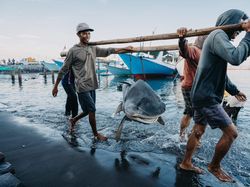 Karya Mencengangkan Finalis Kontes Foto Laut 2023, Banyak di Indonesia