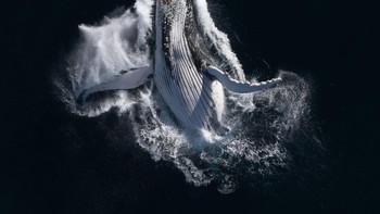 Finalist Wildlife Photographer of the Year: Nicholas Holton. Lokasi: Bronte, Sydney Foto: Ocean Photographer of the Year