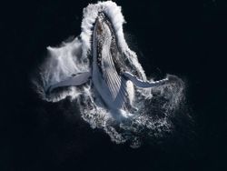 Karya Mencengangkan Finalis Kontes Foto Laut 2023, Banyak di Indonesia