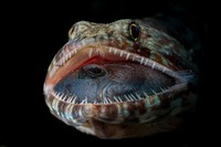 Ocean Photographer of the Year 2023