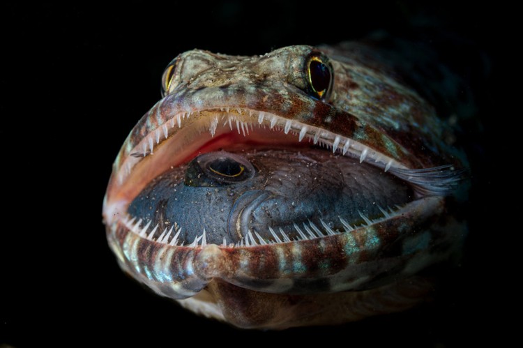 Ocean Photographer of the Year 2023