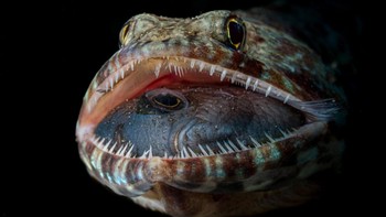 Finalist Wildlife Photographer of the Year: Jack Pokoj. Lokasi: Filipina Foto: Ocean Photographer of the Year