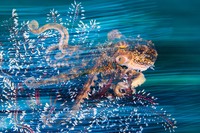 Ocean Photographer of the Year 2023