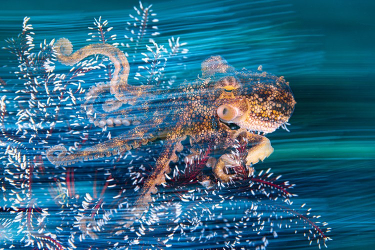 Ocean Photographer of the Year 2023