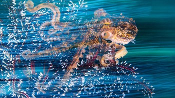 Finalist Wildlife Photographer of the Year: Ollie Clarke. Lokasi: Bali, Indonesia Foto: Ocean Photographer of the Year