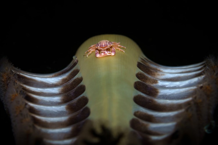 Ocean Photographer of the Year 2023