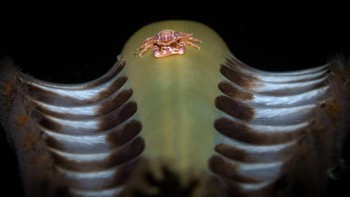 Finalis Fine Art Photographer of the Year: Andrei Savin. Lokasi: Laut Bohol, Filipina Foto: Ocean Photographer of the Year