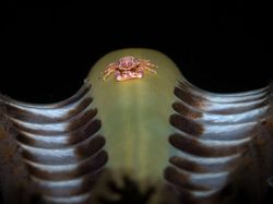 Karya Mencengangkan Finalis Kontes Foto Laut 2023, Banyak di Indonesia