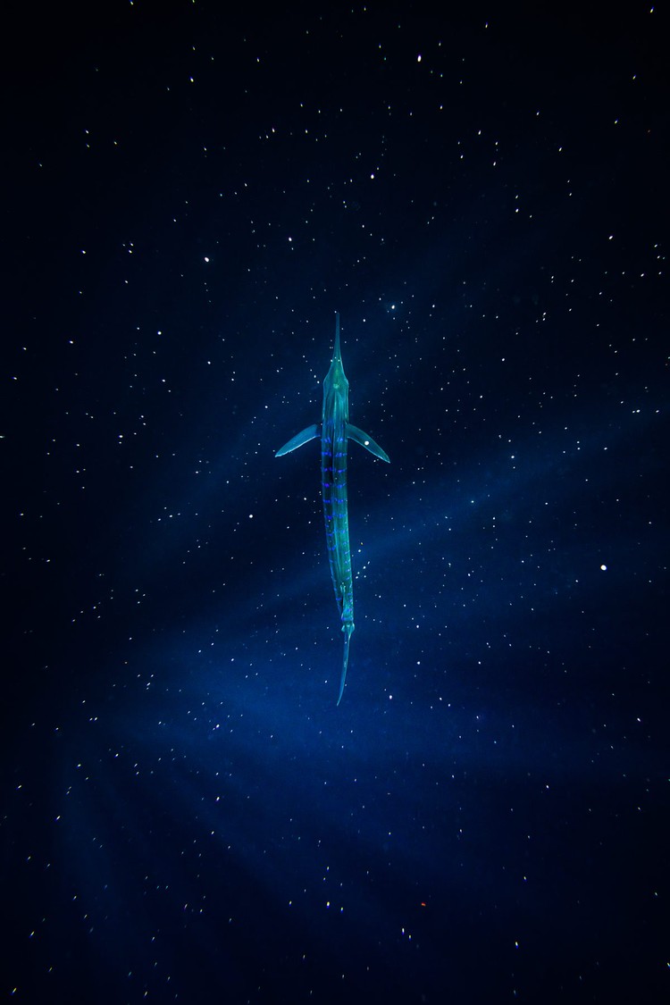 Ocean Photographer of the Year 2023