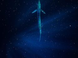 Karya Mencengangkan Finalis Kontes Foto Laut 2023, Banyak di Indonesia