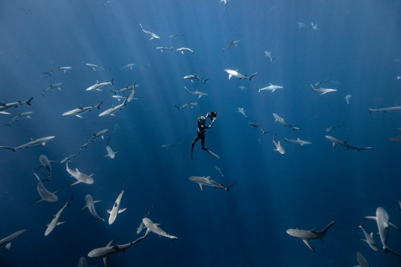 Ocean Photographer of the Year 2023