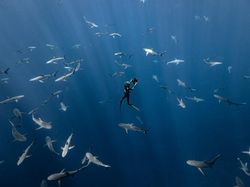 Karya Mencengangkan Finalis Kontes Foto Laut 2023, Banyak di Indonesia