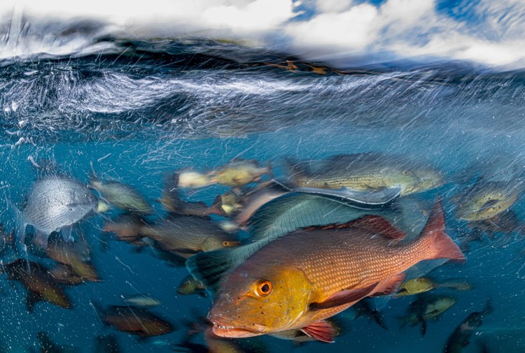 Ocean Photographer of the Year 2023