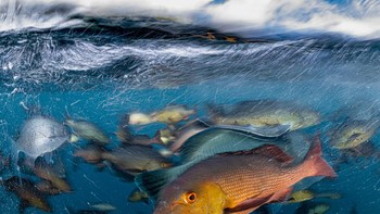 Finalist Conservation (Hope) Photographer of the Year: Henley Spiers. Lokasi: Raja Ampat, Indonesia Foto: Ocean Photographer of the Year