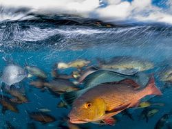 Karya Mencengangkan Finalis Kontes Foto Laut 2023, Banyak di Indonesia