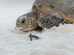 Karya Mencengangkan Finalis Kontes Foto Laut 2023, Banyak di Indonesia