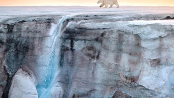 Finalist Wildlife Photographer of the Year: Michael Haluwana. Lokasi di Samudra Arktik Foto: Ocean Photographer of the Year