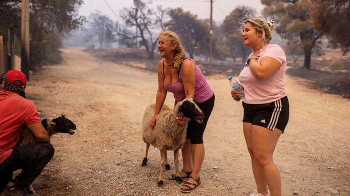 A man puts a sheep in the trunk, after it was saved by volunteers, as a wildfire rages in the village of Hasia, near Athens, Greece August 22, 2023. REUTERS/Alkis Konstantinidis