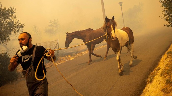 Paniknya Warga Yunani Selamatkan Ternak dari Api Kebakaran Hutan A man puts a sheep in the trunk, after it was saved by volunteers, as a wildfire rages in the village of Hasia, near Athens, Greece August 22, 2023. REUTERS/Alkis Konstantinidis