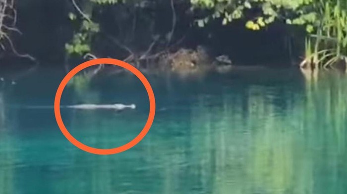 Penampakan buaya di Danau Labuan Cermin Berau, Kaltim.