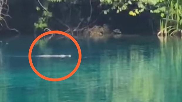 Penampakan buaya di Danau Labuan Cermin Berau, Kaltim.