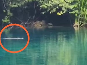 Buaya Muncul di Objek Wisata Danau Labuan Cermin Berau, BKSDA Turun Tangan